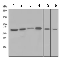 Western blot - Anti-Ku70 antibody [EPR4026] (AB108604)