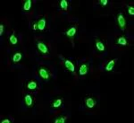 Immunocytochemistry/ Immunofluorescence - Anti-Ku70 antibody [EPR4027] (AB92450)