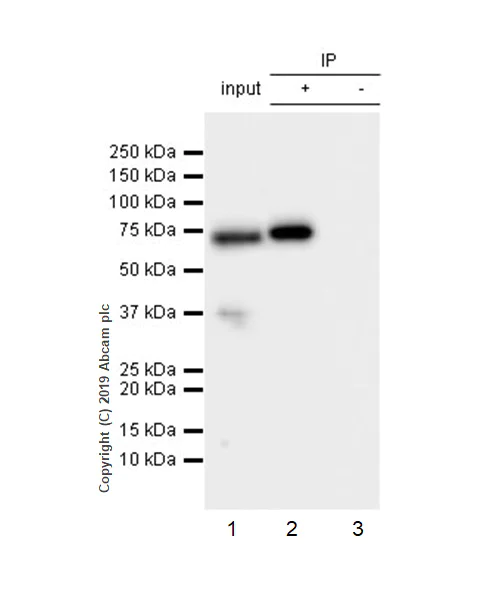 Immunoprecipitation - Anti-Ku70 antibody [EPR4027] (AB92450)