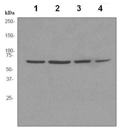Western blot - Anti-Ku70 antibody [EPR4027] (AB92450)