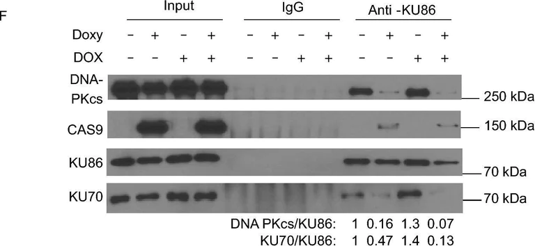 Western blot - Anti-Ku70 antibody [EPR4027] (AB92450)