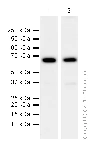 Western blot - Anti-Ku70 antibody [EPR4027] (AB92450)