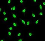 Immunocytochemistry/ Immunofluorescence - Anti-Ku70 antibody [EPR4027] - BSA and Azide free (ab239912), expandable thumbnail
