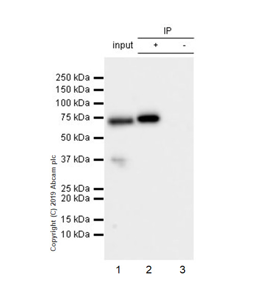 Immunoprecipitation - Anti-Ku70 antibody [EPR4027] - BSA and Azide free (AB239912), expandable thumbnail