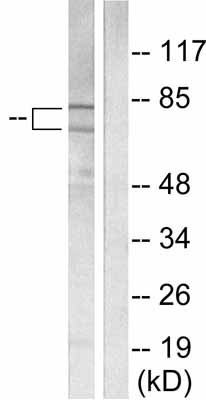 Western blot - Anti-Ku70 + Ku80 antibody (AB53126), expandable thumbnail