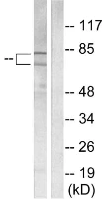 Western blot - Anti-Ku70 + Ku80 antibody (AB53126)