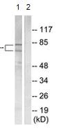 Western blot - Anti-Ku70 + Ku80 antibody - C-terminal (AB166822)