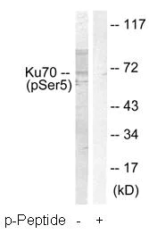 Western blot - Anti-Ku70 (phospho S5) antibody (AB61783)