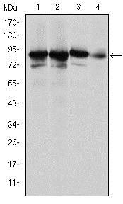 Western blot - Anti-Ku80 antibody [5C5] (AB119935), expandable thumbnail