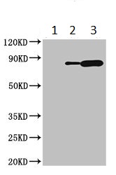Immunoprecipitation - Anti-Ku80 antibody (AB236277), expandable thumbnail