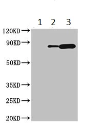 Immunoprecipitation - Anti-Ku80 antibody (AB236277)