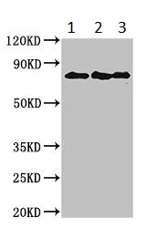 Western blot - Anti-Ku80 antibody (AB236277), expandable thumbnail