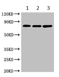 Western blot - Anti-Ku80 antibody (AB236277), expandable thumbnail