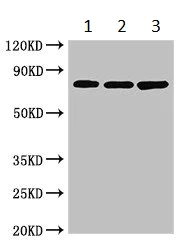 Western blot - Anti-Ku80 antibody (AB236277)