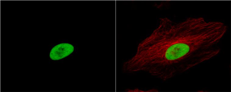 Immunocytochemistry/ Immunofluorescence - Anti-Ku80 antibody (AB97433), expandable thumbnail