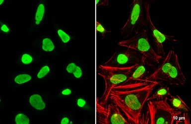Immunocytochemistry/ Immunofluorescence - Anti-Ku80 antibody (AB97433)