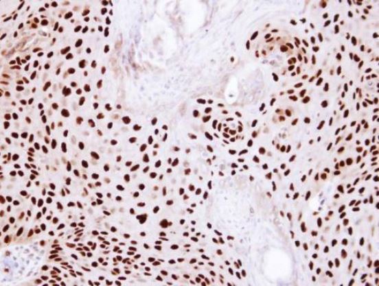 Immunohistochemistry (Formalin/PFA-fixed paraffin-embedded sections) - Anti-Ku80 antibody (AB97433), expandable thumbnail