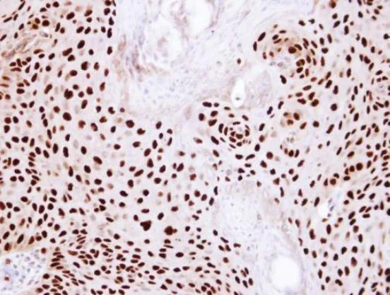 Immunohistochemistry (Formalin/PFA-fixed paraffin-embedded sections) - Anti-Ku80 antibody (AB97433)