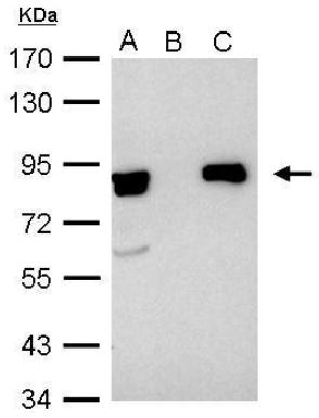 Immunoprecipitation - Anti-Ku80 antibody (AB97433), expandable thumbnail