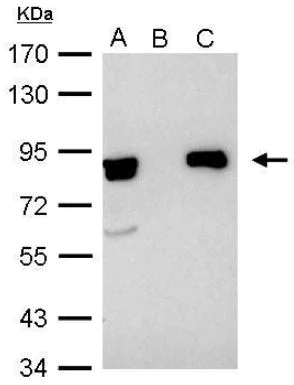 Immunoprecipitation - Anti-Ku80 antibody (AB97433)