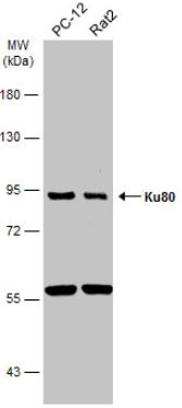 Western blot - Anti-Ku80 antibody (ab97433), expandable thumbnail
