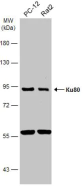 Western blot - Anti-Ku80 antibody (AB97433)