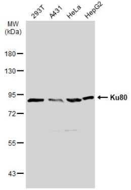 Western blot - Anti-Ku80 antibody (AB97433), expandable thumbnail