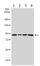 Western blot - Anti-Ku80 antibody (AB97433)