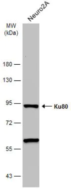 Western blot - Anti-Ku80 antibody (AB97433)