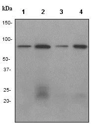 Western blot - Anti-Ku80 antibody [EPR3467] (AB79391)