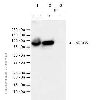 Immunoprecipitation - Anti-Ku80 antibody [EPR3468] (AB80592)