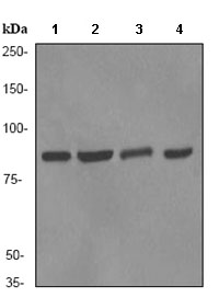 Western blot - Anti-Ku80 antibody [EPR3468] (AB80592), expandable thumbnail
