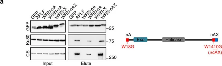 Western blot - Anti-Ku80 antibody [EPR3468] (AB80592)