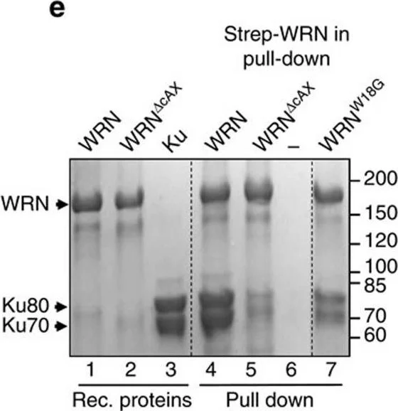 Western blot - Anti-Ku80 antibody [EPR3468] (AB80592)