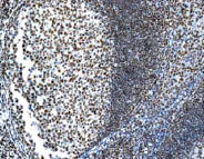 Immunohistochemistry (Formalin/PFA-fixed paraffin-embedded sections) - Anti-Ku80 antibody [EPR3468] - BSA and Azide free (AB232381), expandable thumbnail