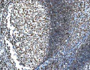 Immunohistochemistry (Formalin/PFA-fixed paraffin-embedded sections) - Anti-Ku80 antibody [EPR3468] - BSA and Azide free (AB232381)