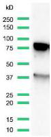 Western blot - Anti-Ku80 antibody [SP130] (AB130752), expandable thumbnail