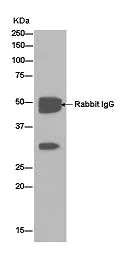 Immunoprecipitation - Anti-kur antibody [EPR13320-66] - BSA and Azide free (AB250399)