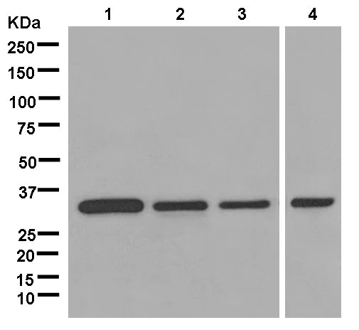 Western blot - Anti-kur antibody [EPR13320-66] - BSA and Azide free (AB250399)