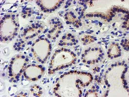 Immunohistochemistry (Formalin/PFA-fixed paraffin-embedded sections) - Anti-Kv beta 1/KCNAB1 antibody [OTI9F7] (AB236393)