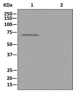 Immunoprecipitation - Anti-Kv1.1 potassium channel antibody [EPR12718] - BSA and Azide free (AB249985), expandable thumbnail