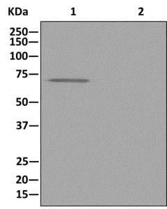 Immunoprecipitation - Anti-Kv1.1 potassium channel antibody [EPR12718] - BSA and Azide free (AB249985)