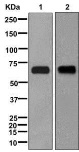 Western blot - Anti-Kv1.1 potassium channel antibody [EPR12718] - BSA and Azide free (AB249985)