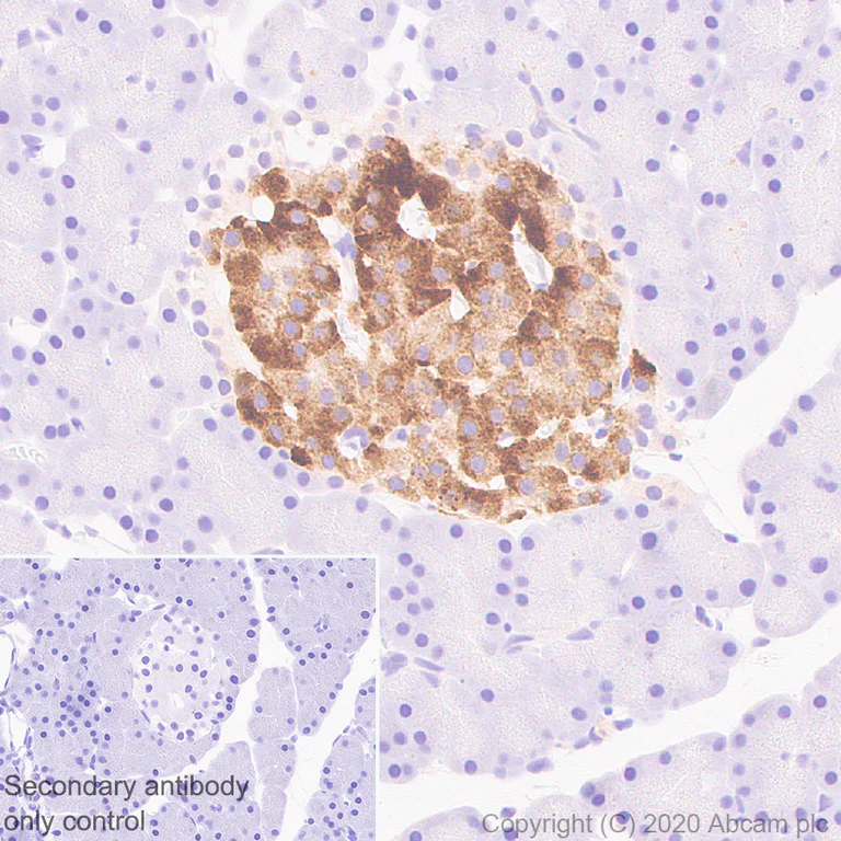 Immunohistochemistry (Formalin/PFA-fixed paraffin-embedded sections) - Anti-Kv1.1 potassium channel antibody [K20/78] - BSA and Azide free (AB254277)