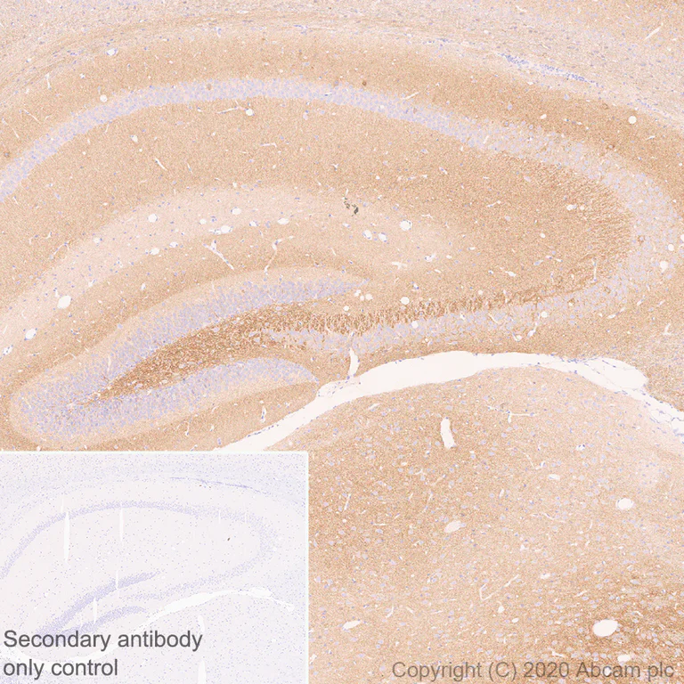 Immunohistochemistry (Formalin/PFA-fixed paraffin-embedded sections) - Anti-Kv1.1 potassium channel antibody [K20/78] - BSA and Azide free (AB254277)