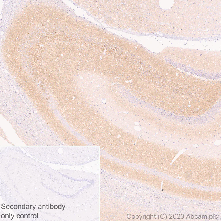 Immunohistochemistry (Formalin/PFA-fixed paraffin-embedded sections) - Anti-Kv1.1 potassium channel antibody [K20/78] - BSA and Azide free (AB254277)