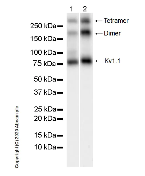 Western blot - Anti-Kv1.1 potassium channel antibody [K20/78] - BSA and Azide free (AB254277)