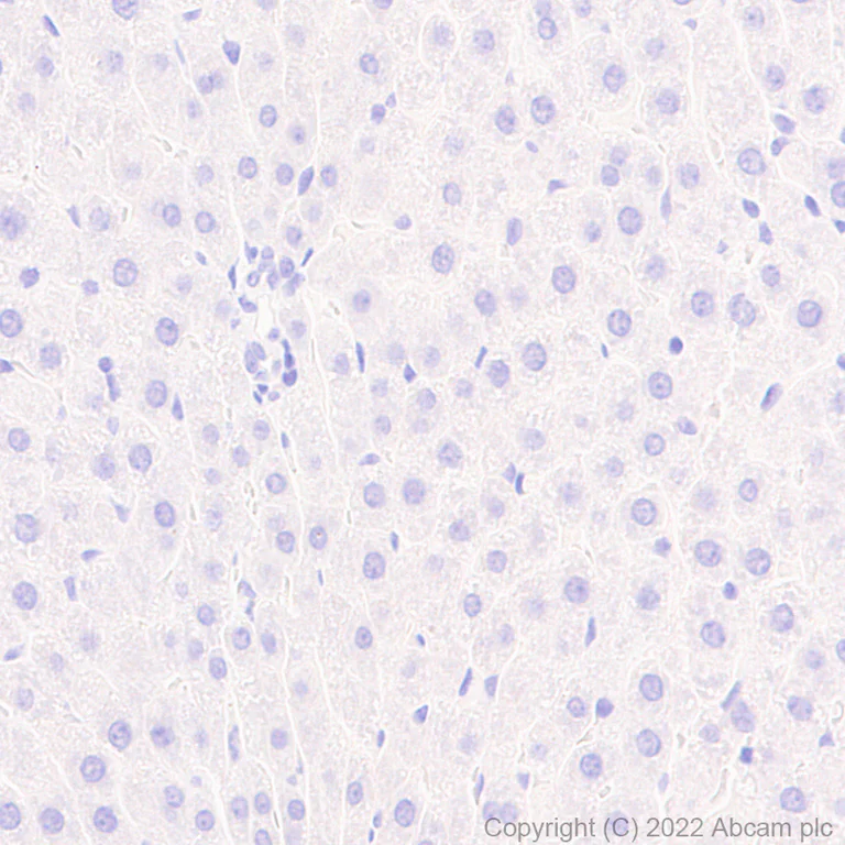 Immunohistochemistry (Formalin/PFA-fixed paraffin-embedded sections) - Anti-Kv1.1 potassium channel antibody [K36/15] (AB300664)