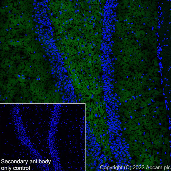 Immunohistochemistry (Frozen sections) - Anti-Kv1.1 potassium channel antibody [K36/15] (AB300664)
