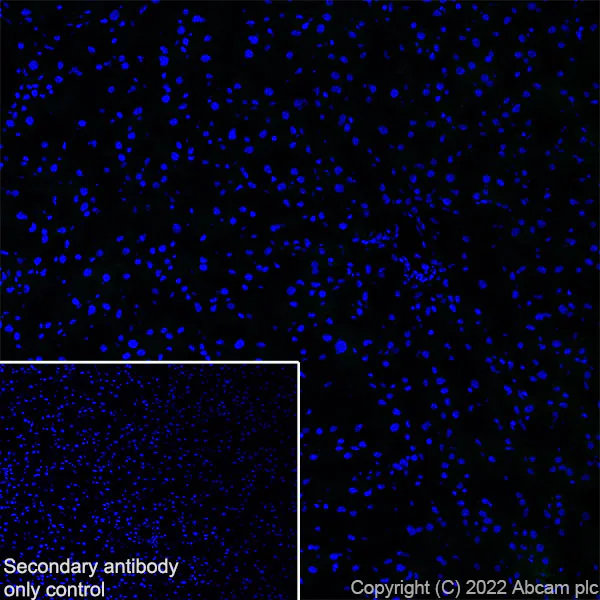 Immunohistochemistry (Frozen sections) - Anti-Kv1.1 potassium channel antibody [K36/15] (BSA and Azide free) (AB300662)